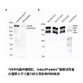 IntactProtein™ Cell-Tissue Lysis Kit (20 ml)